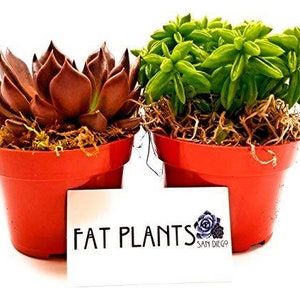 May include: Two small terracotta pots with succulents. The pot on the left has a dark red succulent and the pot on the right has a light green succulent. A white card with the text "FAT PLANTS SAN DIEGO" is in the foreground.