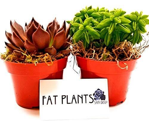 Fat Plants San Diego Live Succulent Plants- Variety Collection-4 Inch  Growers Pots-set of 2 - Etsy