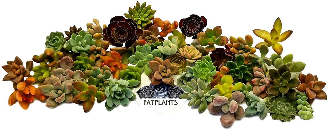 Rosette Mini main image 0