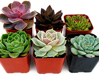 Rose Succulent Variety Pack (6)