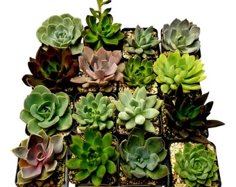 2.5 inch Succulents (Rosette Plant Variety Packages) Quantity 24