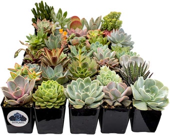 Premium Succulents Variety Pack (30)