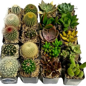 Cacti Succulent Variety Pack (20)