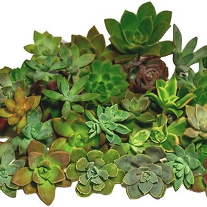 50 Rosette Cuttings Variety