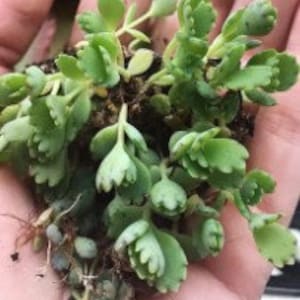 May include: A small green succulent plant with many leaves. The plant is in a person's hand.