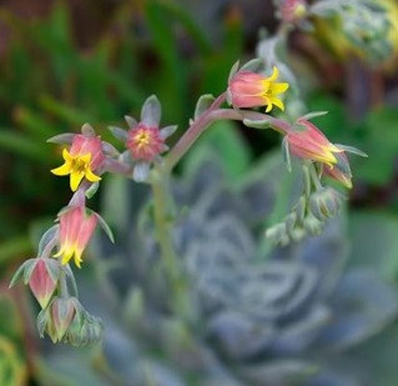 Premium Cactus and Succulent Soil image 4