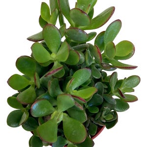 Classic Jade - Crassula Ovata - 4 inch growers pot