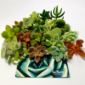 Mini Succulent Cuttings Variety Packages