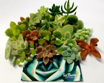 grow kits plants Gift Republic Grow Pals Cat Grow Kit main image 1