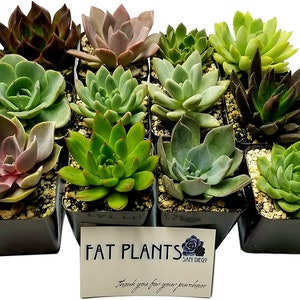 2.5 Inch Wedding Rosette Succulent Plants (12)