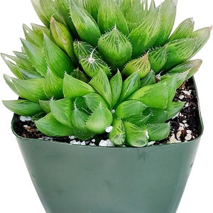 4&#39;&#39; Cooperi (Haworthia)