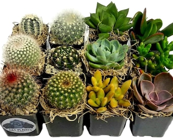 12 Cacti Succulent Variety Pack