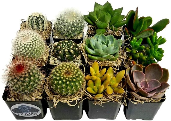 12 Cacti Succulent Variety Pack