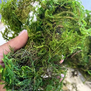 May include: A close-up of a clump of preserved moss, a popular material for terrariums and other decorative projects. The moss is a vibrant green color and has a soft, textured appearance.