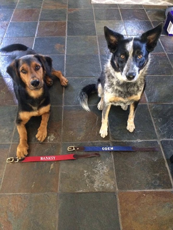 custom needlepoint dog collars