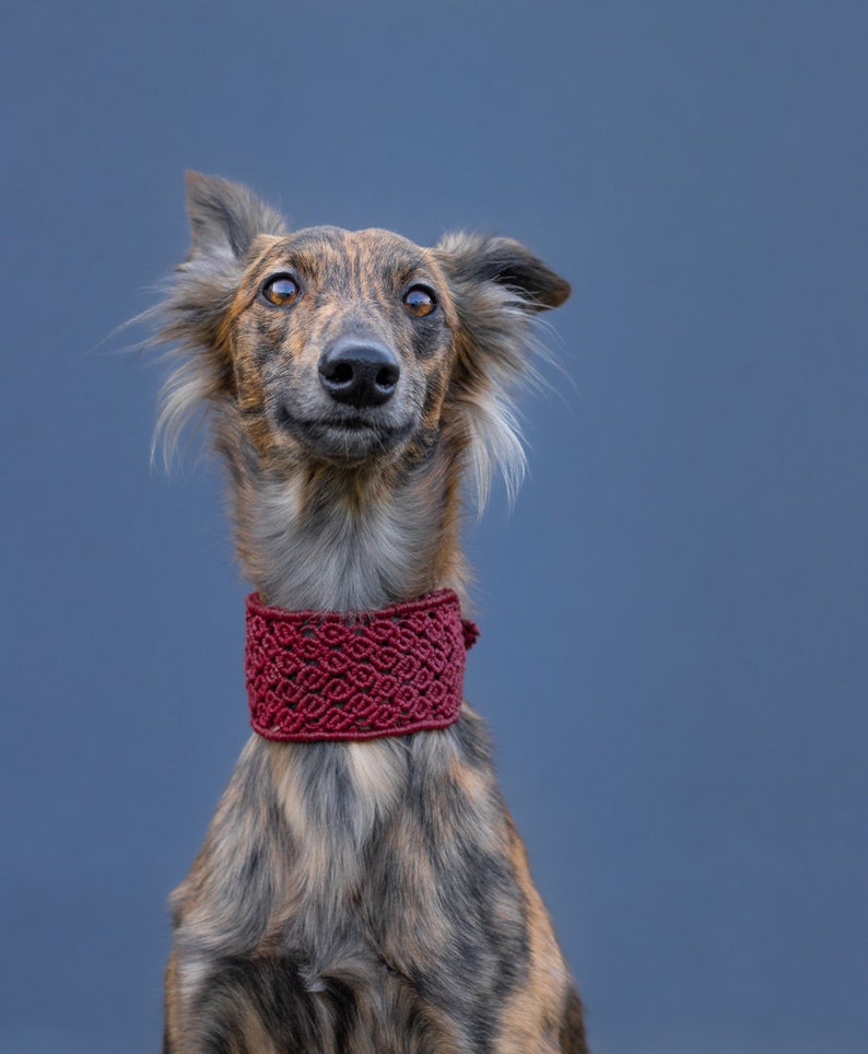 Black hemp sighthound rosebud martingale collar