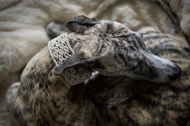 Black hemp sighthound rosebud martingale collar