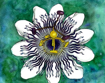 Passiflora