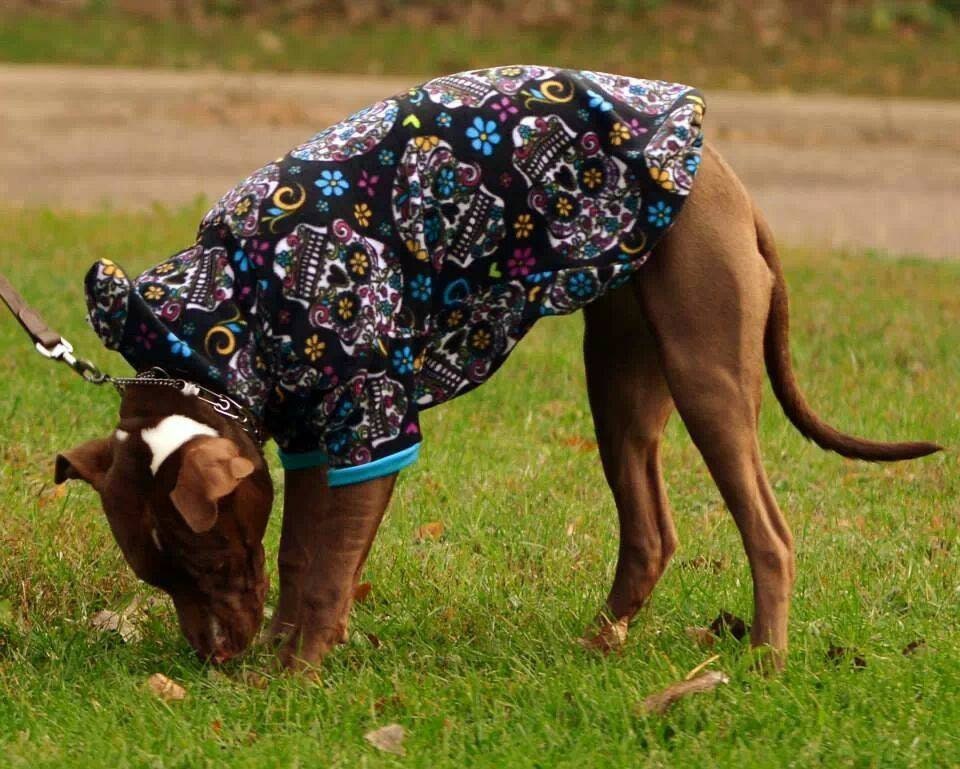 Best dog coats for pitbulls online