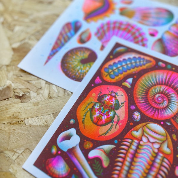 Shells and Fossil -  Risograph Prints