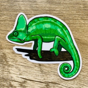 Veiled Chameleon Lizard vinyl waterproof sticker / decal