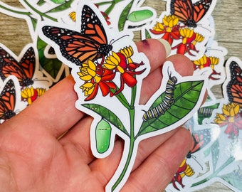 Monarch butterfly / milkweed / chrysalis / life cycle vinyl waterproof sticker / decal