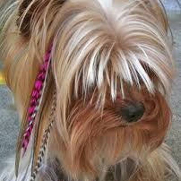 Dog Feather Extension 5"-7" Pink Grizzly, 5 Feathers Bonded with 2 Beads