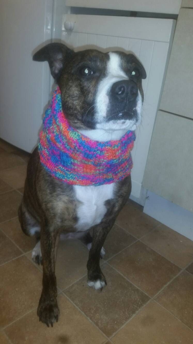 Hand Made / Hand Knitted Neck Warmers / Dog Neck Warmers / Etsy