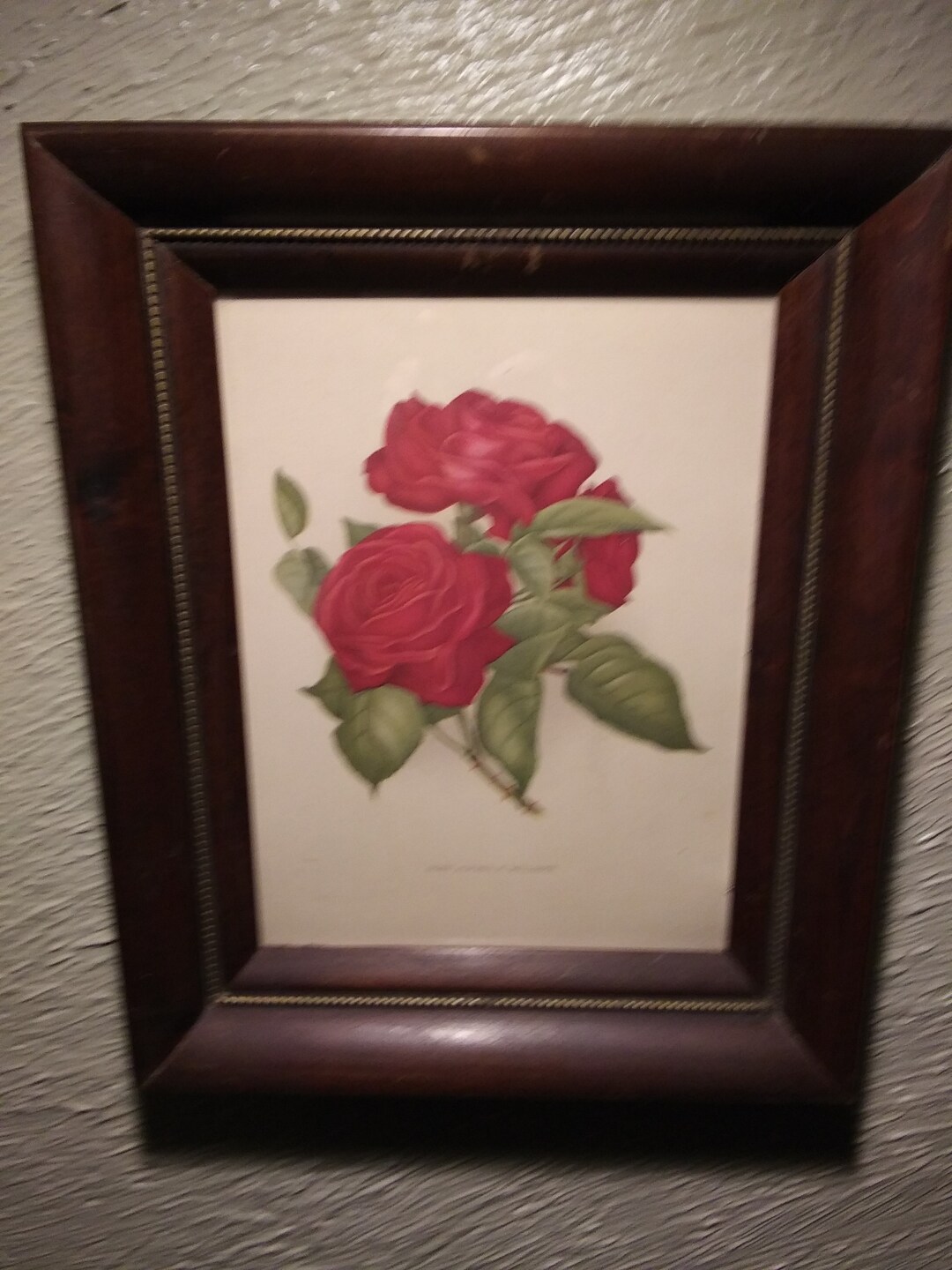 Vintage Lithograph Alfred K Williams rose in Mahogany Shadowbox Frame ...