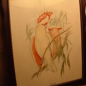 J Gould Cockatoo Bird Print Circa 1940&#39;s