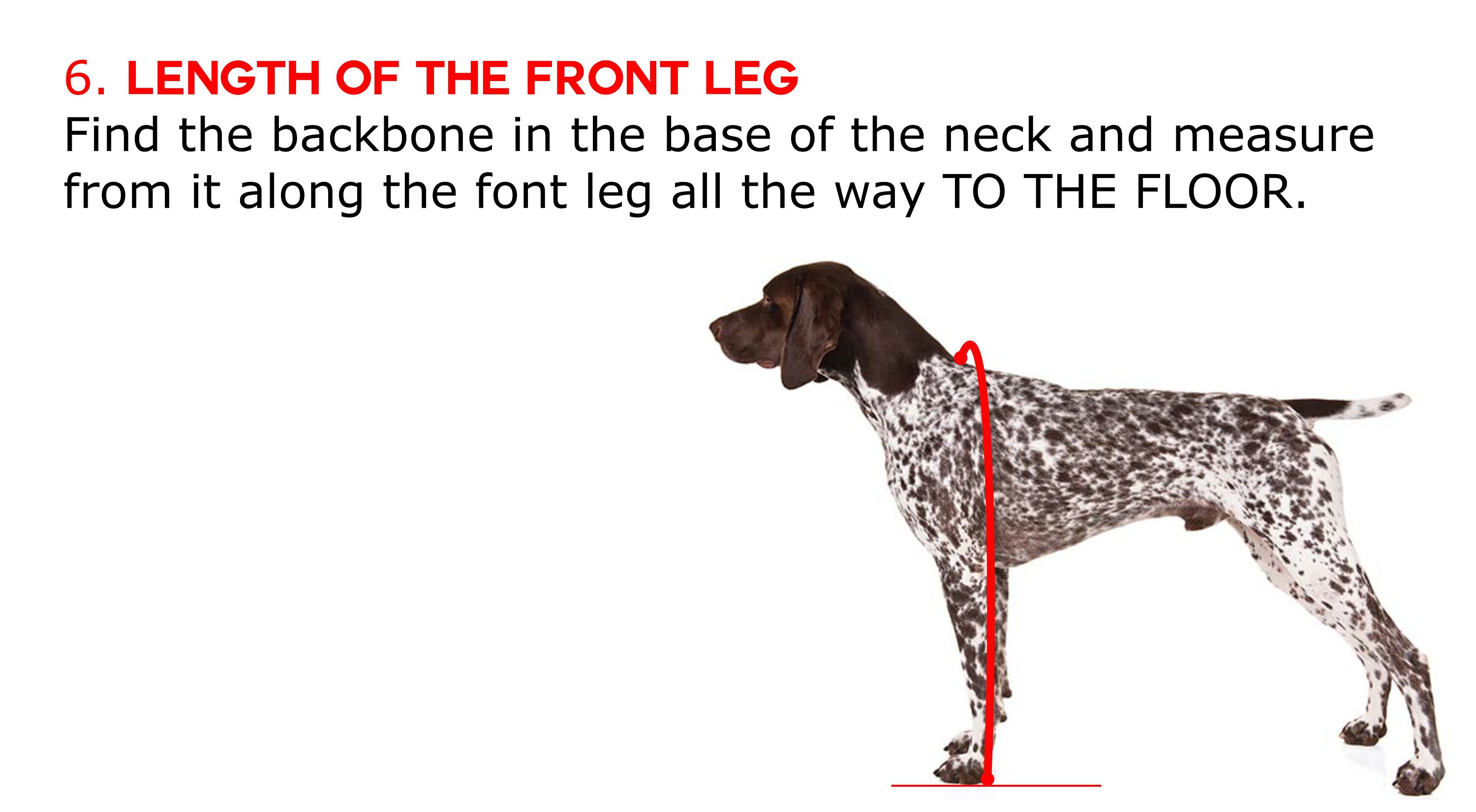 Full Body Dog Raincoat With Attached Boots and Snood. Etsy