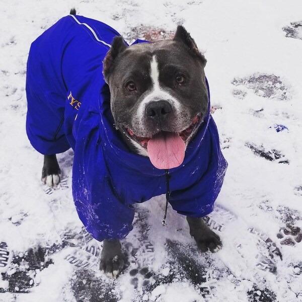 Dog Snowsuit With Boots Etsy