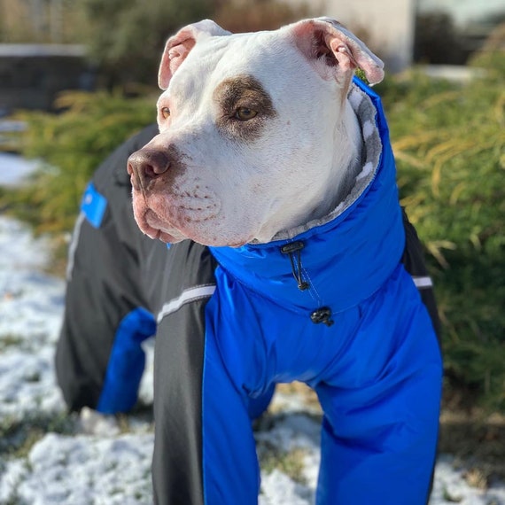 large dog snowsuit