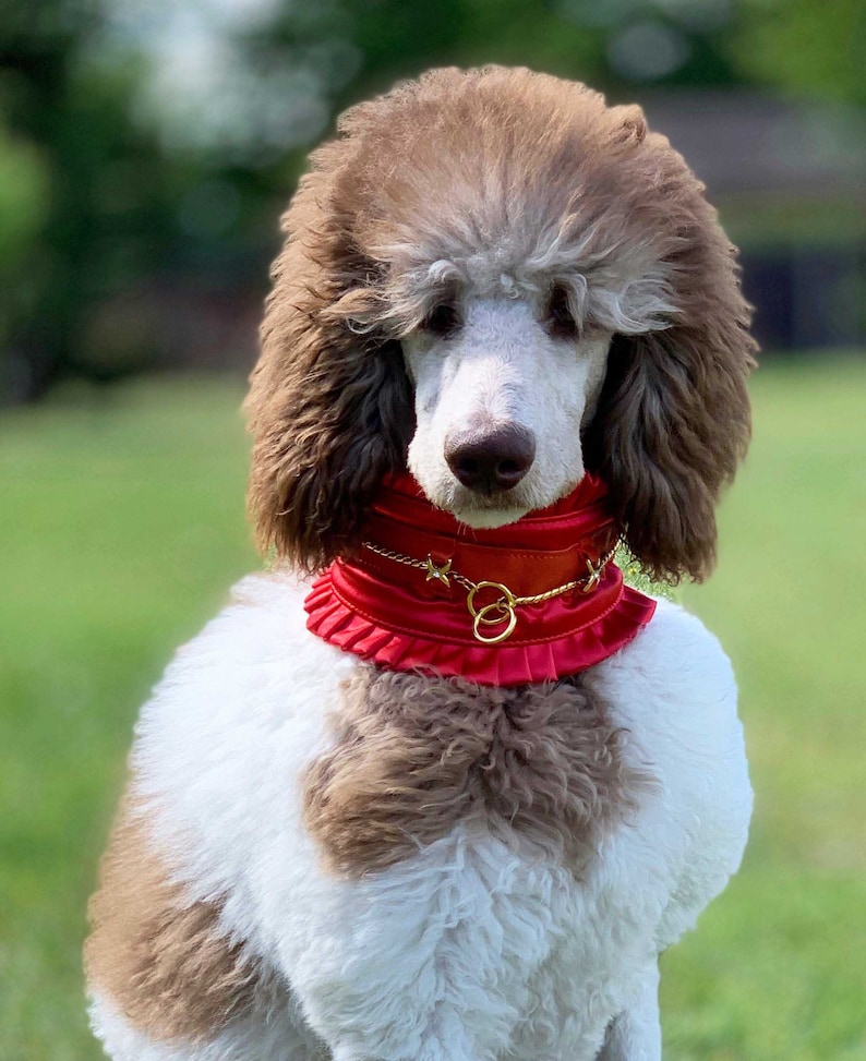 Protective Silky Collar for Standard Poodle/ Afghan Hound/ Etsy