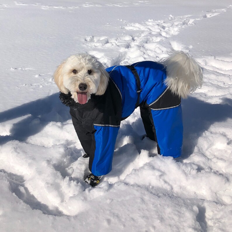 large breed dog dresses