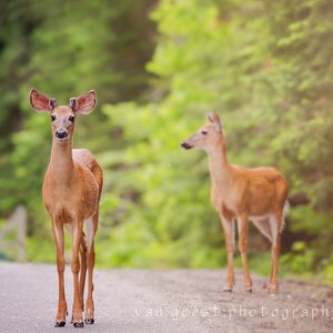 Baby Deer - Doe and Buck Wildlife Digital Print