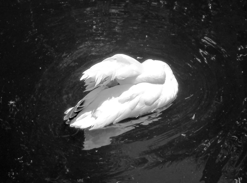 The Sleeping Swans >> Sleeping Swan Photo Print Etsy The Sleeping Swans >> Sleeping Swan Photo Print Etsy