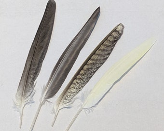 Cockatiel Wing Feathers - set of 4, mixed colours. Naturally molted, ethically sourced