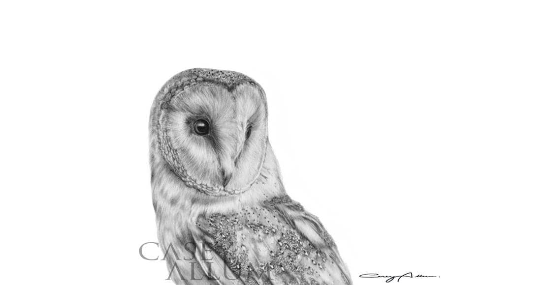 Barn Owl Giclee Print: Limited Edition Art by Casey Allum