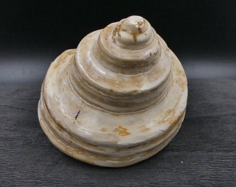 Fossilized tower snail