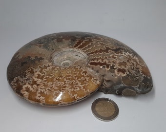 Petrificación grande de Nautilus 15,5 cm