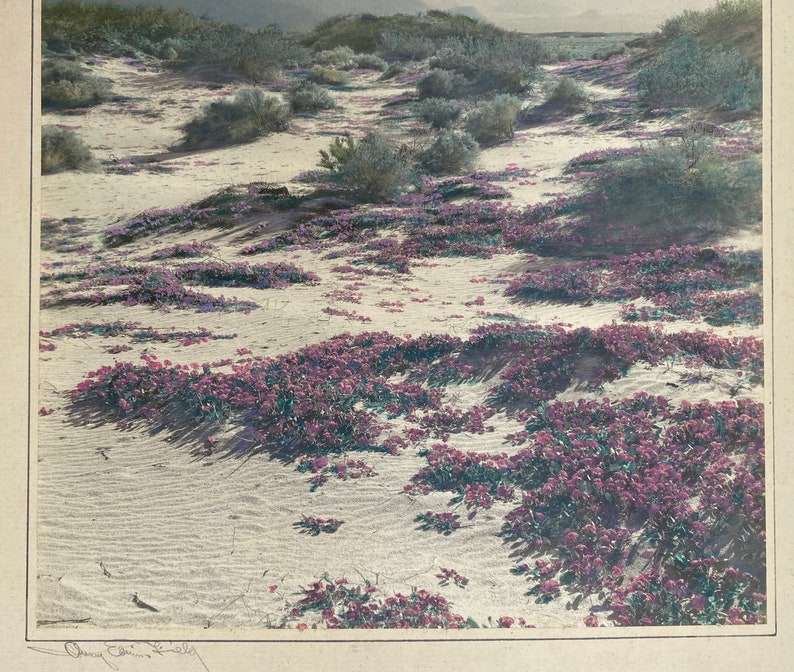 Avery Edwin Field Signed colored desert Photograph 1883-1955