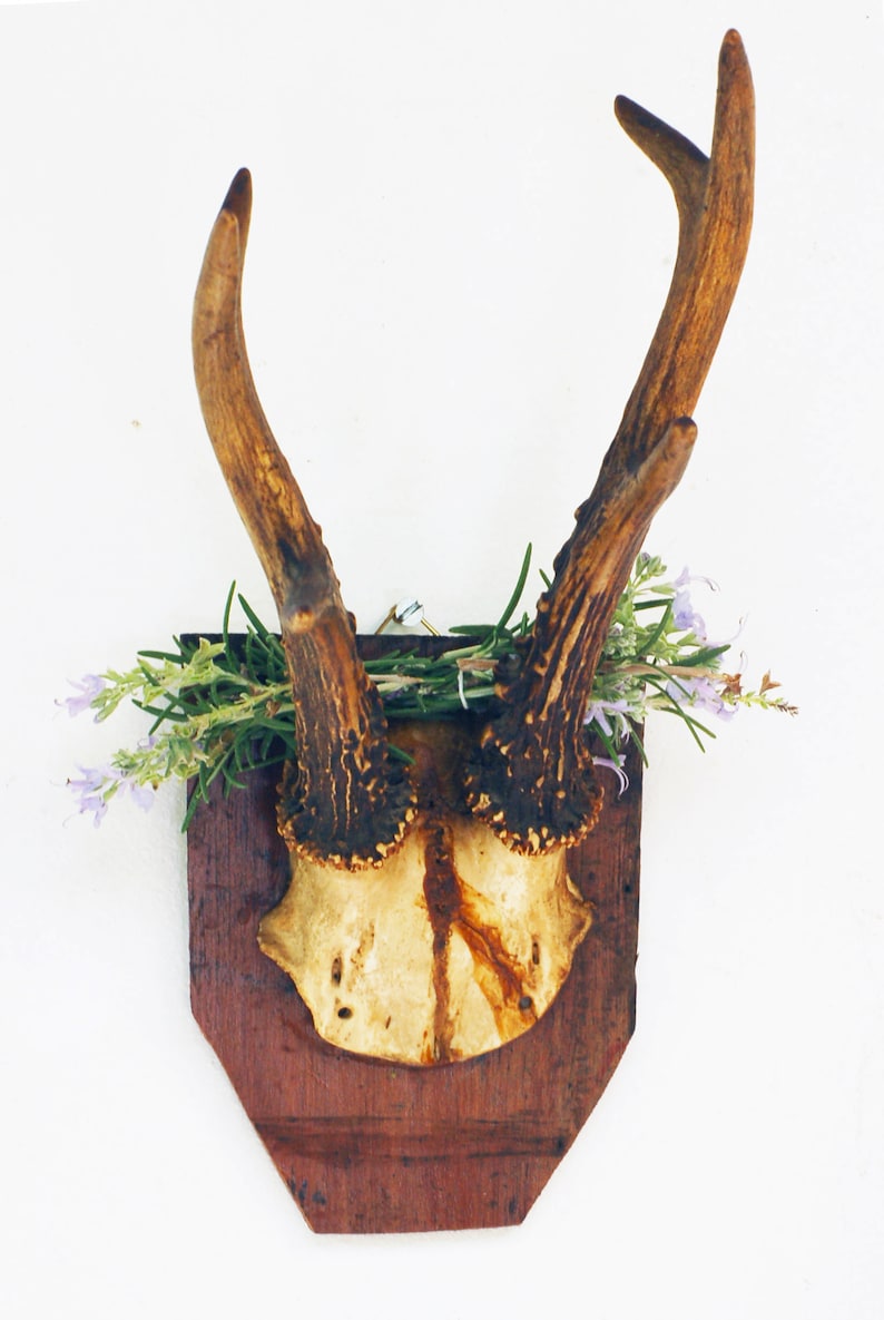cr\u00e2ne et bois de chevreuil Authentique ancien troph\u00e9e de chasse brocante fran\u00e7asie porte manteau
