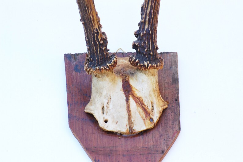 cr\u00e2ne et bois de chevreuil Authentique ancien troph\u00e9e de chasse brocante fran\u00e7asie porte manteau