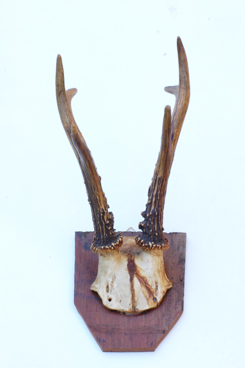 cr\u00e2ne et bois de chevreuil Authentique ancien troph\u00e9e de chasse brocante fran\u00e7asie porte manteau