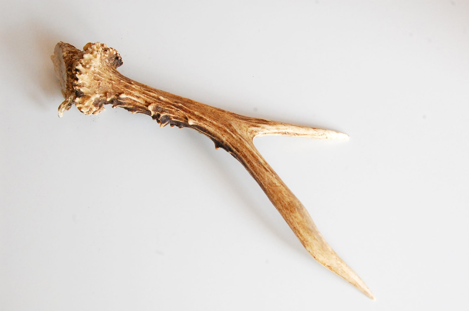 Bois de chevreuil daguet trophée de chasse Etsy France Bois de chevreuil daguet trophée de chasse Etsy France