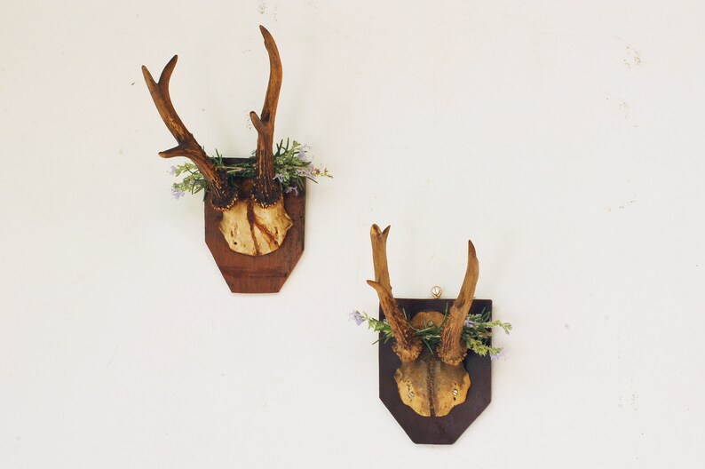 cr\u00e2ne et bois de chevreuil Authentique ancien troph\u00e9e de chasse brocante fran\u00e7asie porte manteau