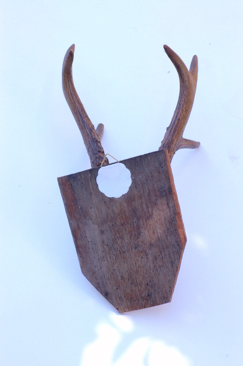 cr\u00e2ne et bois de chevreuil Authentique ancien troph\u00e9e de chasse brocante fran\u00e7asie porte manteau