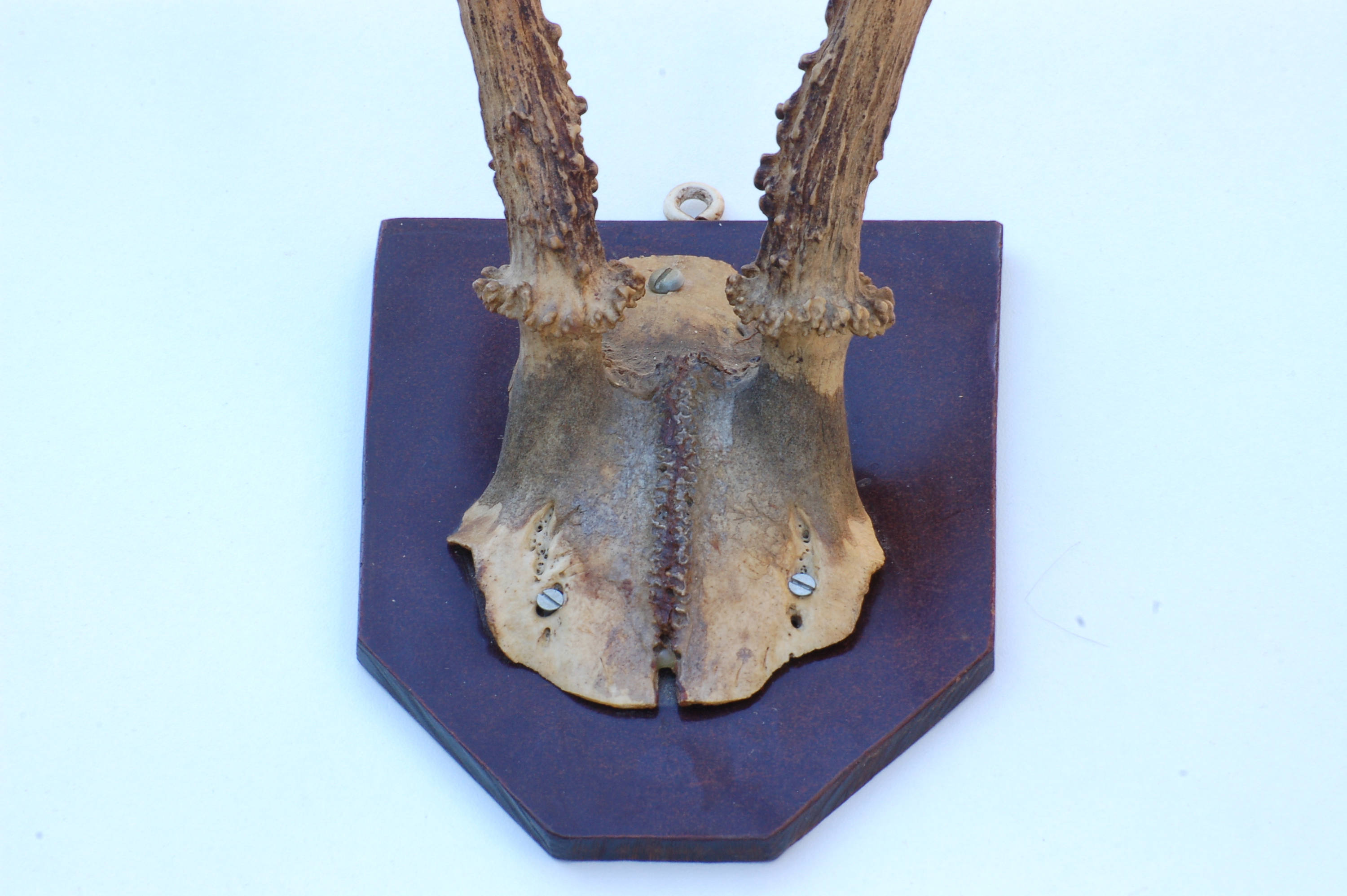 Authentique ancien trophée de chasse crâne et bois de - Etsy France