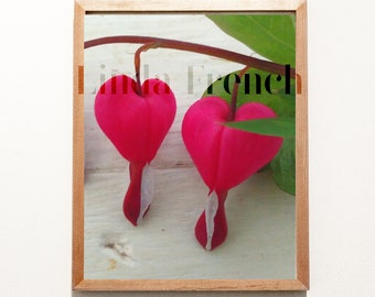 Pair of Bleeding Heart Flowers Photography Close Up/Gift from hIM TO hER/Wedding Anniversary/Two Hearts Beat as One/White Background Photo